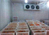 La stanza di conservazione frigorifera pomodoro/della cipolla ha personalizzato la dimensione con l'unità di condensazione
